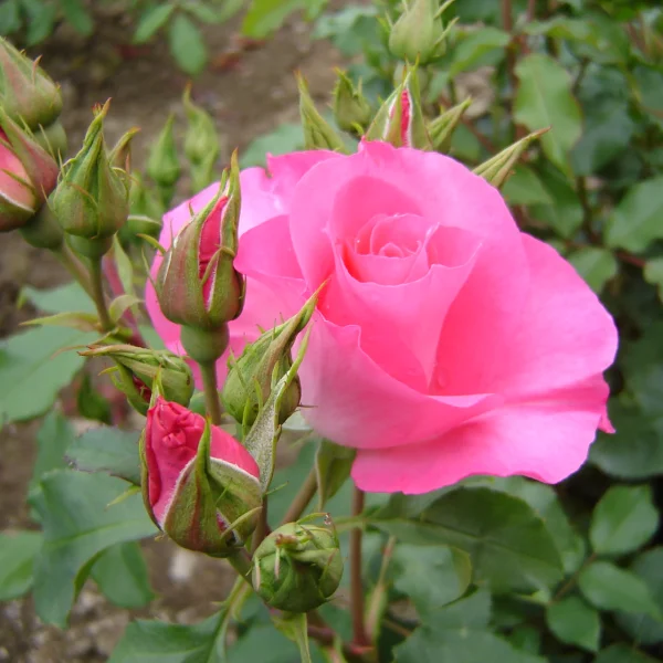 Dancing Pink (Hendan) | Southern Roses